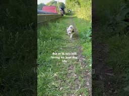 Keep plodding on old boy #boatdog #narrowboat #westie