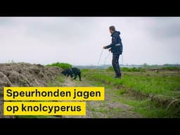 Honden getraind op de geur van knolcyperus