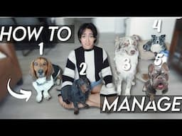 How I Survive with 5 Dogs – Daily Routine!