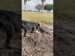 My Iguana Dog Dug Under A Fence To Get This Iguana!