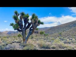 Desert Adventure: The Hunt for an Abandoned Mine in the Joshua Trees