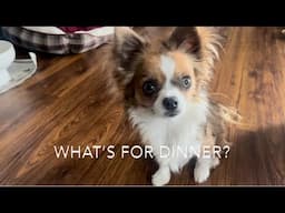 What’s for dinner?! Chicken, brown rice, carrots dog food recipe