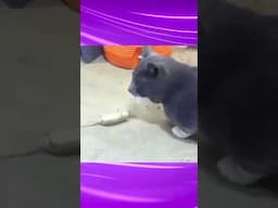 OSCAR level‼️🤣😭❤️ #catvsrat #cat #rat #funny
