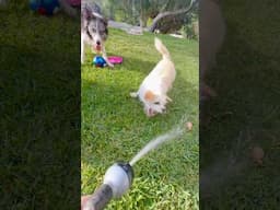 My dogs each have their own way of enjoying the water from the hose