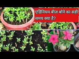 एडिनिअम के बीज बोने का सही समय क्या है? What is the right time a  Adenium seeds showing