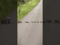Armadillo Babies