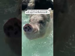 SWIMMING WITH PIGS IN THE BAHAMAS 🐷 with @EmbraceResort