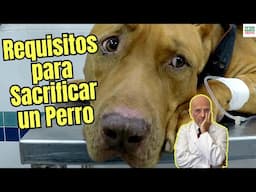😢🐕⚖️ REQUISITOS PARA SACRIFICAR UN PERRO 🏥🩺📝 COMO SE HACE LA EUTANASIA EN PERROS