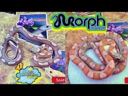 New Snakes are here!!(live Unboxing)