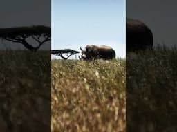 Defender | Tusk