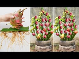 Just 1 potato! Grow red dragon fruit at home for lots of fruit