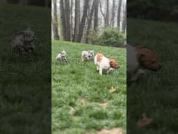 Having so much fun!! 🤩 #frenchbulldoglover #frenchbulldog #frenchie
