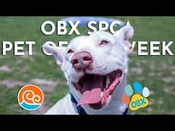 Outer Banks SPCA Pet of the Week: Bowie (June 2, 2025)
