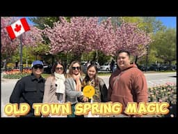 SPRING IN NIAGARA ON THE LAKE 🌸 OLD TOWN CHARM AND CHERRY BLOSSOM #niagaraonthelake #spring #tulip