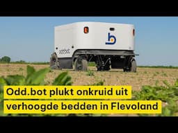 Odd.bot plukt onkruid uit verhoogde bedden in Flevoland