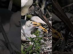 Wood stork feeding 4 babies
