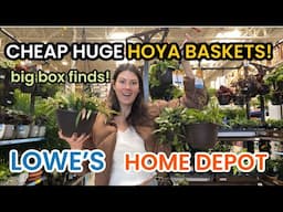 BIG HOYA BASKETS AT LOWE'S! Home Depot & Lowe's Finds - Big Box Plant Shopping - Indoor Plants