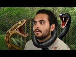 Two Killer Snakes, One Cage, No Escape