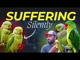 They are Suffering Silently | Indian Ringneck (Desi) & Alexandrine (Pahadi) Parakeet #ShaikhTanveer