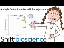 one gene for cell rejuvenation?