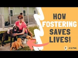 Why Fostering Is the BEST Way to Help Shelter Dogs!