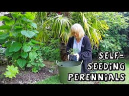 My Favourite Self-Seeding Perennials