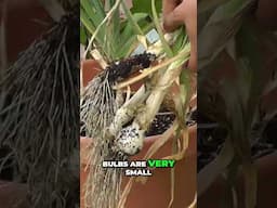Harvest Garlic Too Early? Don’t Make This Costly Mistake! 🧄