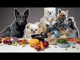 My Pack Of Six Dogs Review Food | Girl With Her Dogs