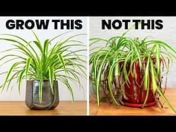 Changing THIS Will Make Your Spider Plant THRIVE