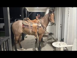 WHAT DOES A 66 COLT LOOK LIKE AFTER 60 days of TRAINING?!?