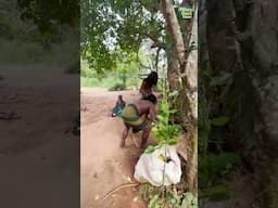இலங்கை ஆதிவாசிகள் வேட்டையாடும் முறை  I Village Database