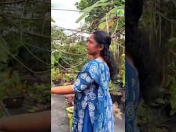 രണ്ടര സെന്റിലെ കൃഷിയോ! ശരിക്കും അത്ഭുതപ്പെടുത്തും ഷീജ ചേച്ചിയുടെ ഈ കൃഷിത്തോട്ടം #home