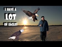 BALD EAGLES have me SURROUNDED