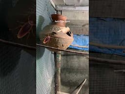 Cockatiel birds breeding problems |#shorts #birds #lovebirds #parrot #birdlovers #youtubeshorts