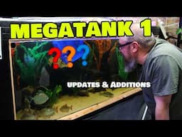 Megatank - My massive DIY Aquarium gets some upgrades!
