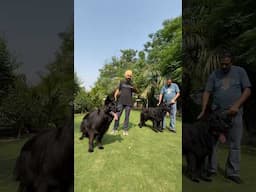 War se pehle Dog lelo🤣 #pets #germanshepherd #haryana  #indvspak