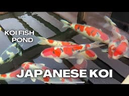 Koi Fish - Spring Pond Update - Koi Show 👌🏽🇬🇧🇬🇧💕