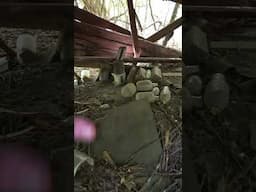 Exploring an ABANDONED MOONSHINERS HIDEOUT #abandoned #abandonedplaces #abandonedhouse