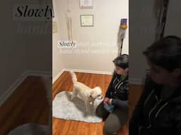 How to fade a treat lure in dog training