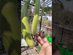 My terrace garden #Garden update #kichengarden #kiranskitchengarden