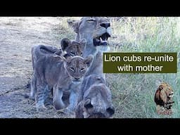 Three Tiny Lion Cubs Reunite With Their Mother