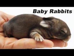 Rabbit Babies Are So Cute! Youtube Viewers Answer All My Rescue Rabbit Questions.
