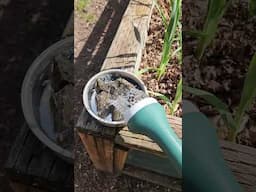 Let's Get Bees In Your Garden