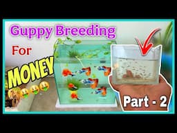PART :- 2 Can I Turn Rs 1000 into Rs 1 Lakh from Breeding Guppy Fish 🤩🤩
