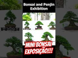 Small Bonsai Exhibition in Vietnam #shorts #bonsai