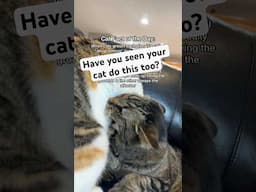 THIS is why cat siblings attack eachother
