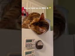 Tariff #cutecat #funnycats #meows #cat #berkshirehathaway