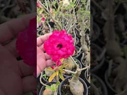 Magnífica Rosa do deserto, digita eu quero que mando link #shorts