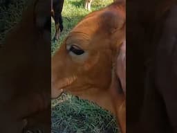 Escape artists - So cute, but so naughty #foodforest #agroforestry #cows #kuranda