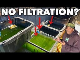 Keeping Fish with NO FILTRATION!